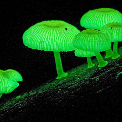 Grzyby bioluminescencyjne #bioluminescencja #grzyby #natura - ciekawostki.app