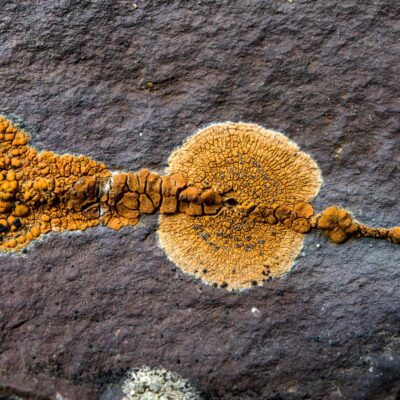 Lichen – organizm żywiący się skałami #odżywianie #organizmy #rośliny #ziemia #życie - ciekawostki.app
