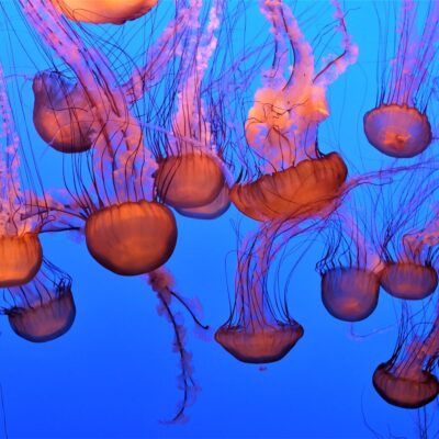 Meduzy – jedne z najstarszych organizmów na planecie #meduzy #morze #organizmy #ziemia #zwierzęta #życie - ciekawostki.app