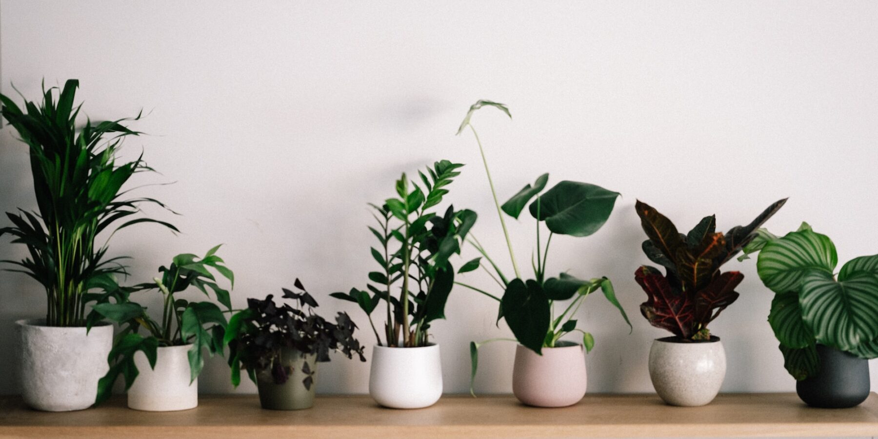 Rośliny doniczkowe jako naturalny filtr powietrza w domu #powietrze #rośliny #życie - ciekawostki.app