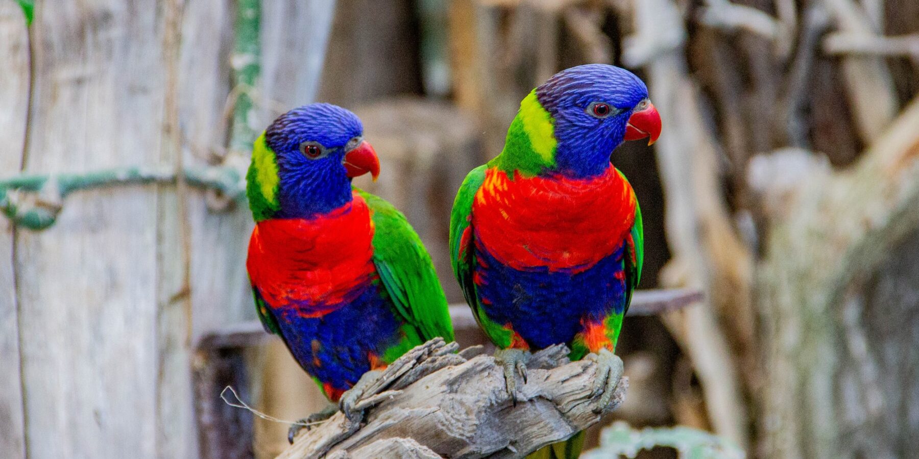Papugi znane z umiejętności naśladowania ludzkiego głosu #człowiek #dźwięk #organizmy #ptaki #zwierzęta - ciekawostki.app