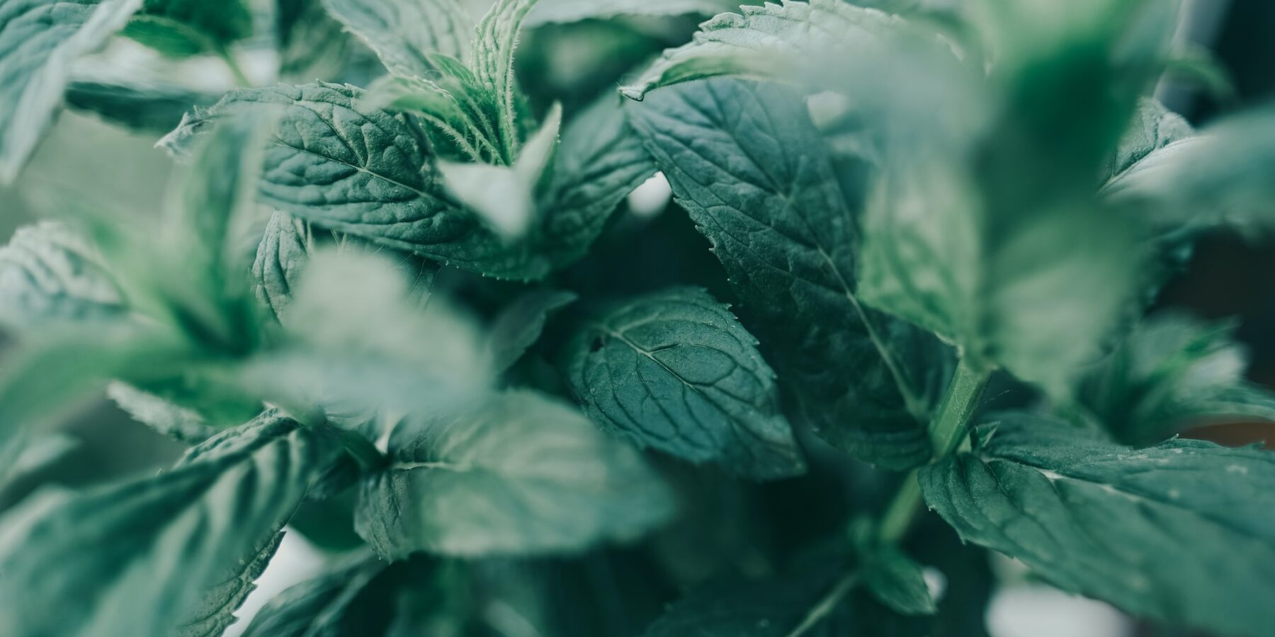 Mięta – zastosowanie i właściwości #kuchnia #odporność #rośliny #zioła - ciekawostki.app