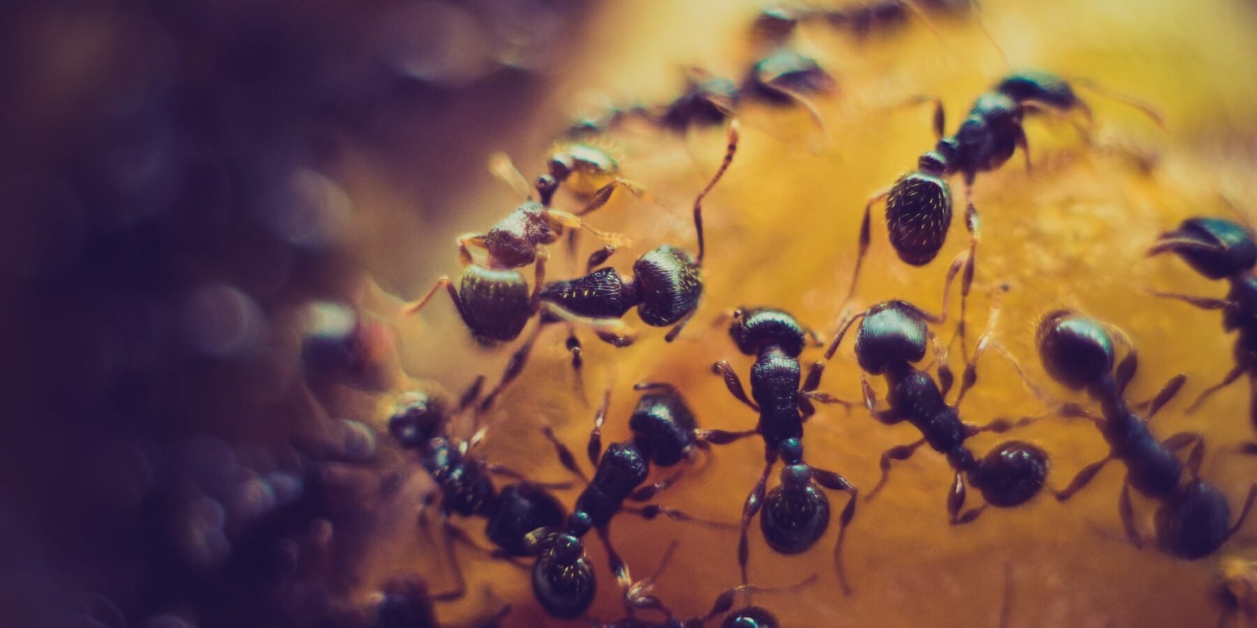 Czy wiesz, że mrówki potrafią hodować grzyby? #ekosystem #grzyby #mrówki #owady #zwierzęta - ciekawostki.app
