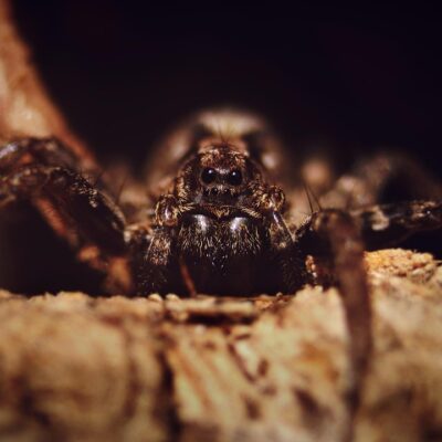 Arachnofobia – wszystko, co musisz wiedzieć #człowiek #lęk #mózg #organizmy #pająki #psychika - ciekawostki.app
