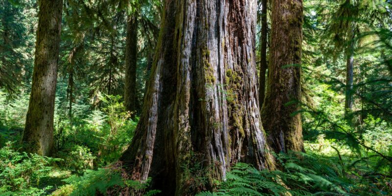 Sekrety długowieczności – najdłużej żyjące organizmy na ziemi #biologia #długowieczność #genetyka #najdłużej żyjące organizmy #niezwykłe organizmy #rekordy natury #starzenie #zdrowie #zwierzęta - ciekawostki.app